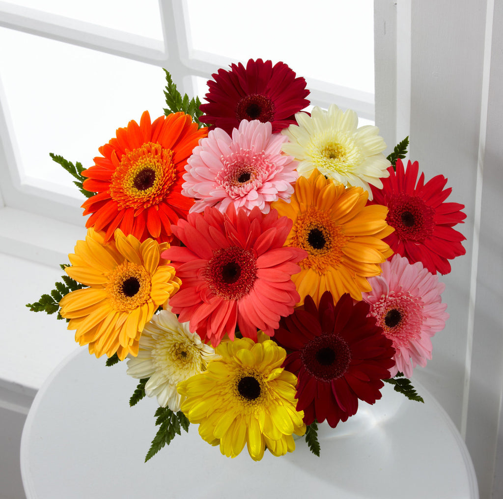 Colorful World Gerbera Daisy Bouquet - 12 Stems, No Vase