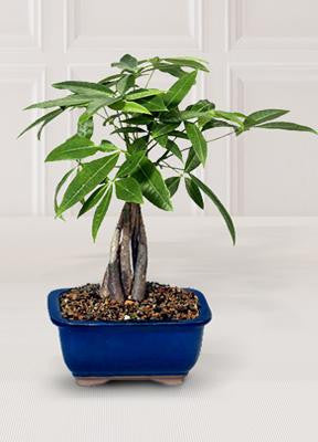 Fulfilling Fortune Money Tree