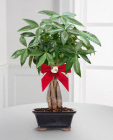 Peace & Prosperity Braided Money Tree