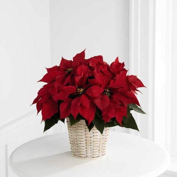 Red Poinsettia Basket (Small)