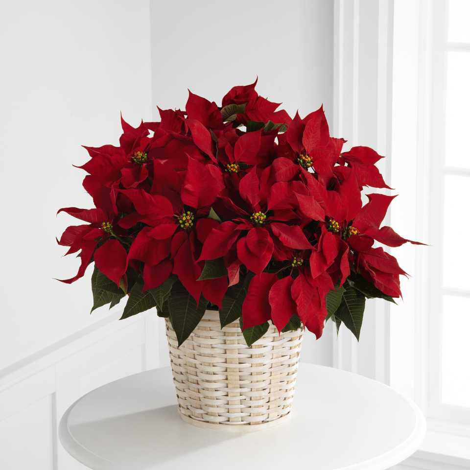 Red Poinsettia Basket (Large)