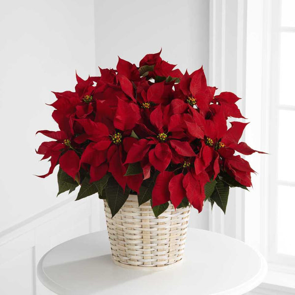 Red Poinsettia Basket (Large)