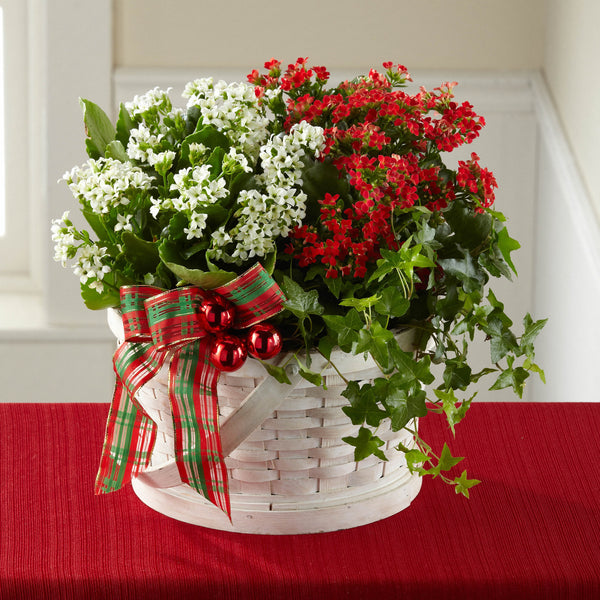 Celebrate the Season Dishgarden