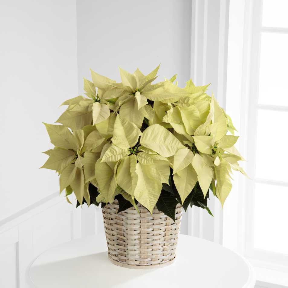 White Poinsettia Basket (Large)