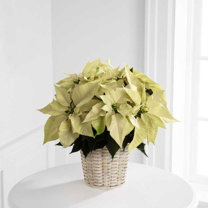 White Poinsettia Basket (Small)