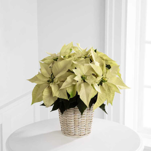 White Poinsettia Basket (Small)