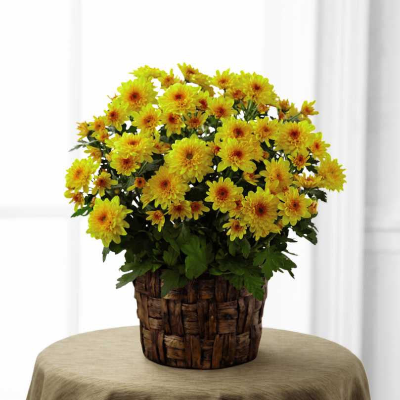 Chrysanthemum