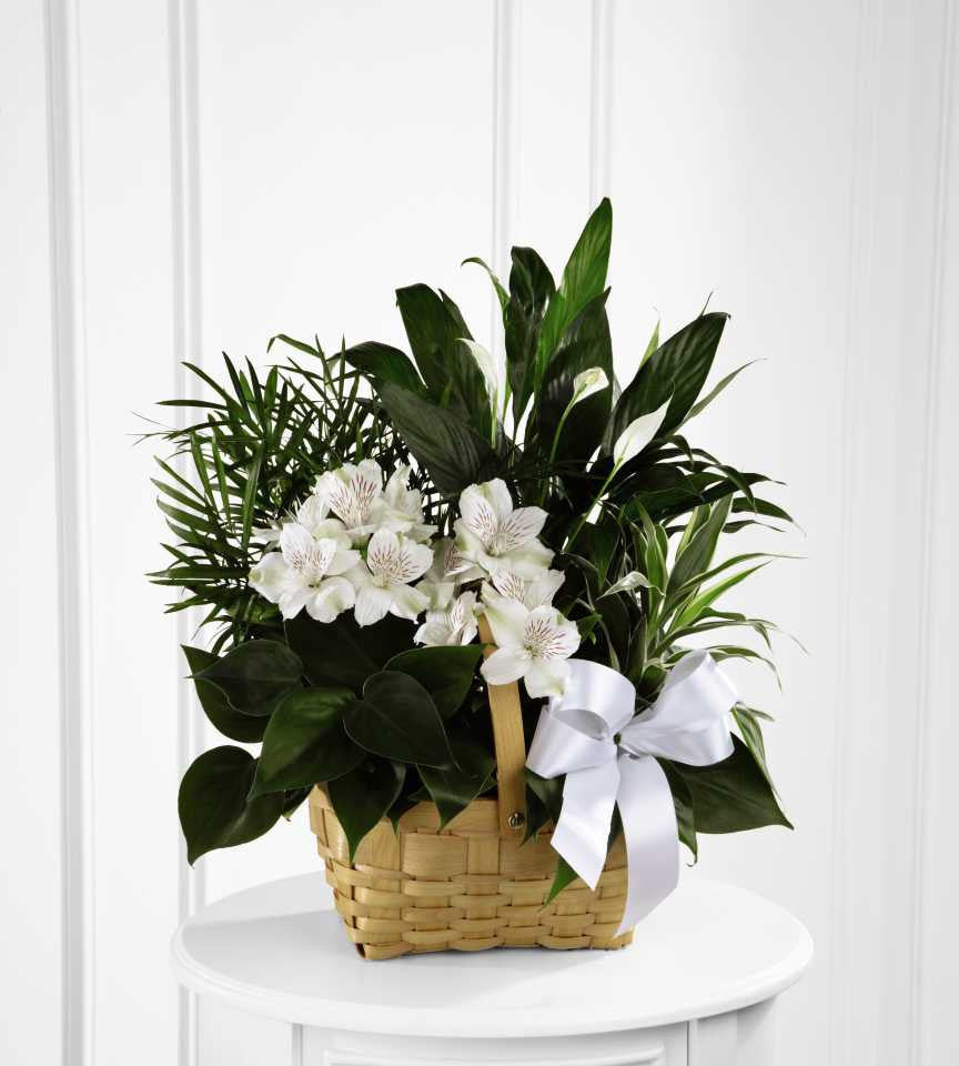 Peace & Serenity Dishgarden