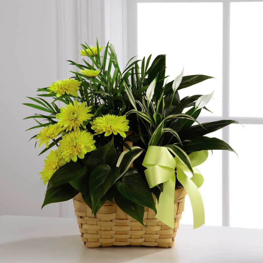 Loving Light Dishgarden