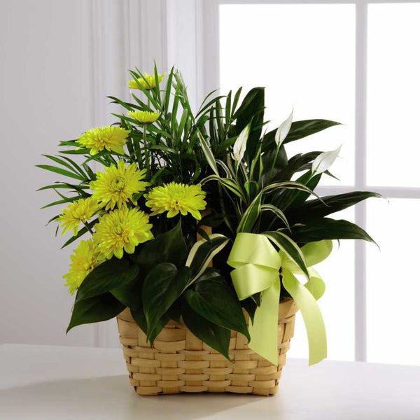 Loving Light Dishgarden