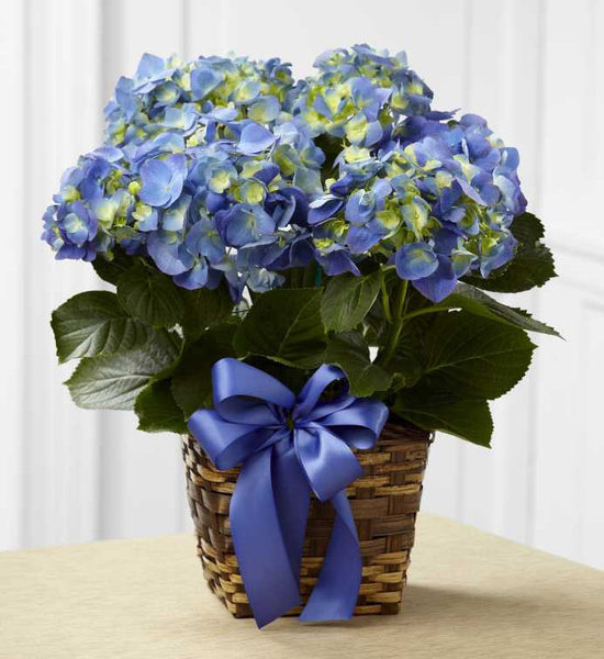 Blue Hydrangea Planter