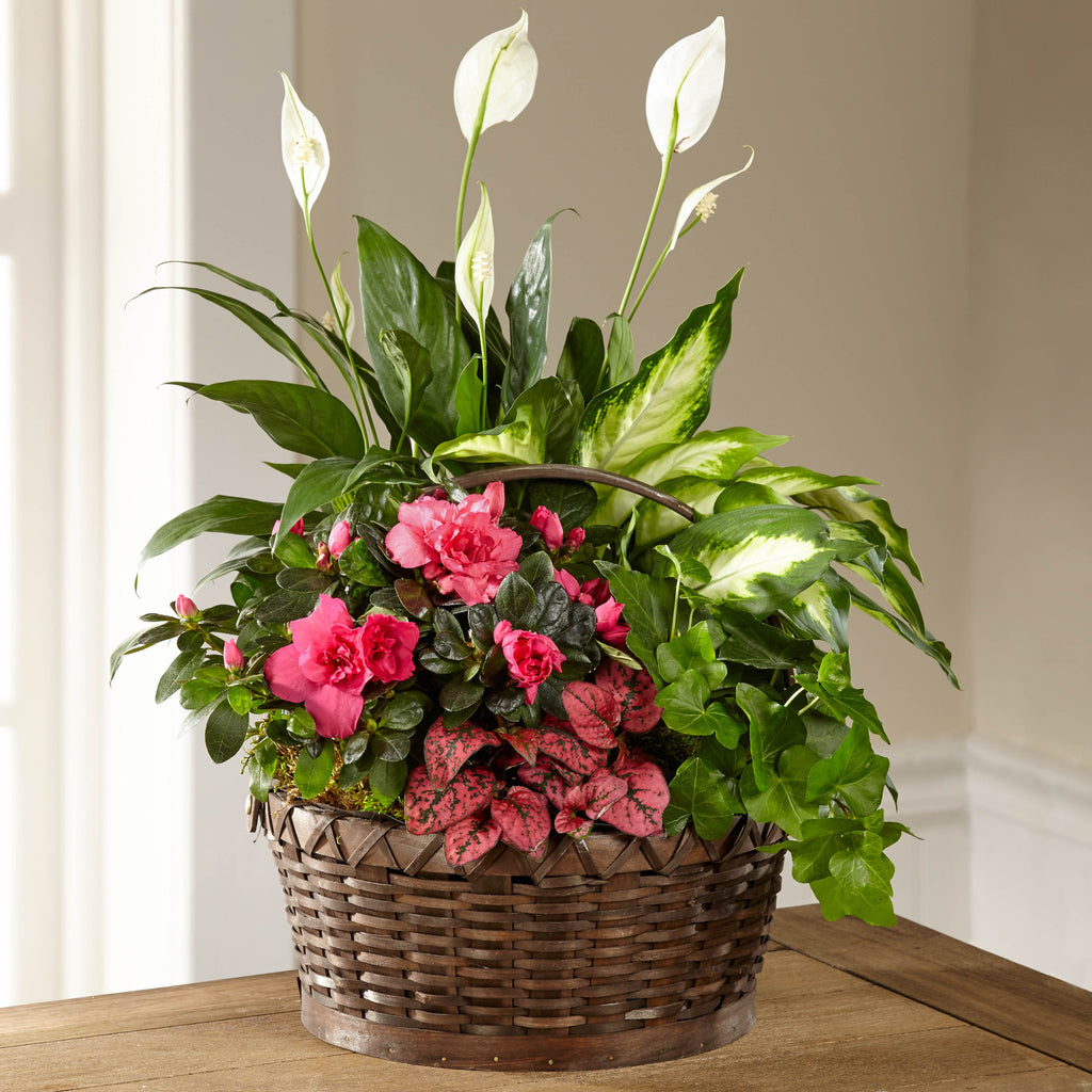 Dream in Pink Dishgarden