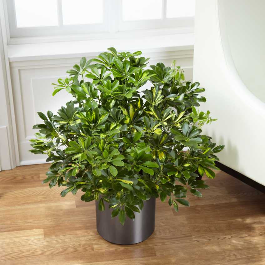 Schefflera Arboricola