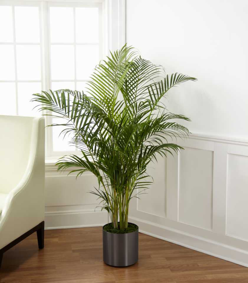 Palm