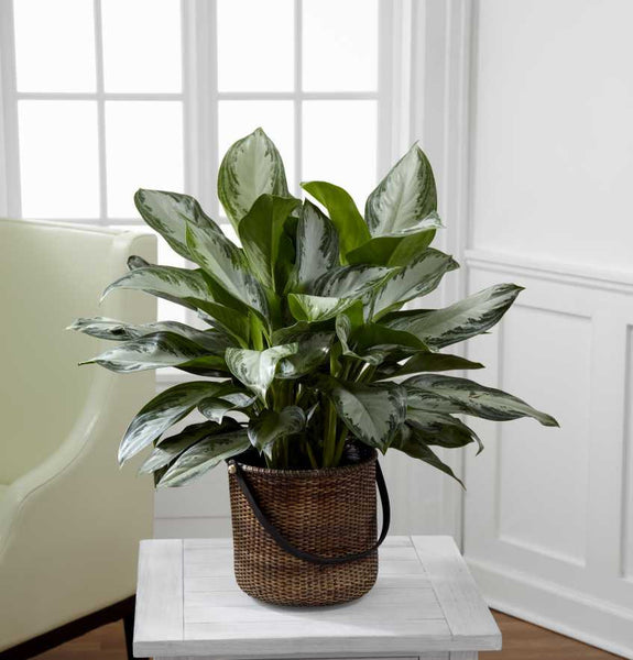 Chinese Evergreen