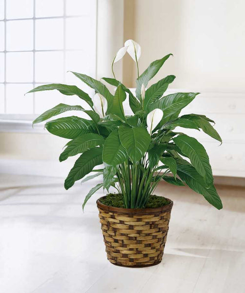 Spathiphyllum