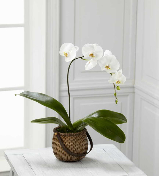 White Phalaenopsis Orchid