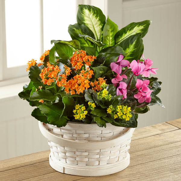 Color Crush Dishgarden