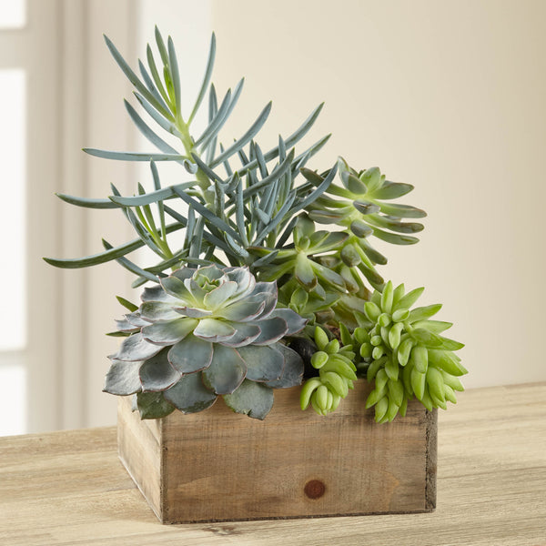 Southwest Sophistication Dishgarden
