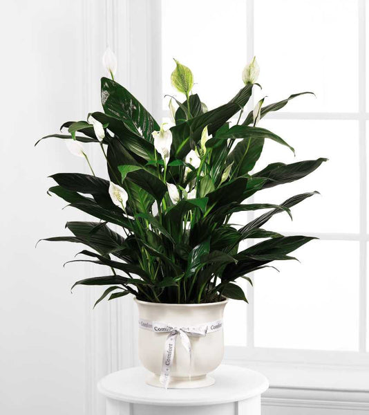 Comfort Planter