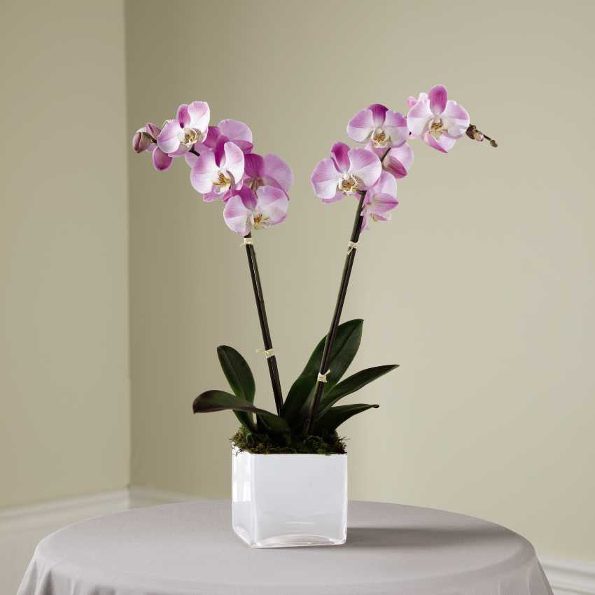 Pink Orchid Planter