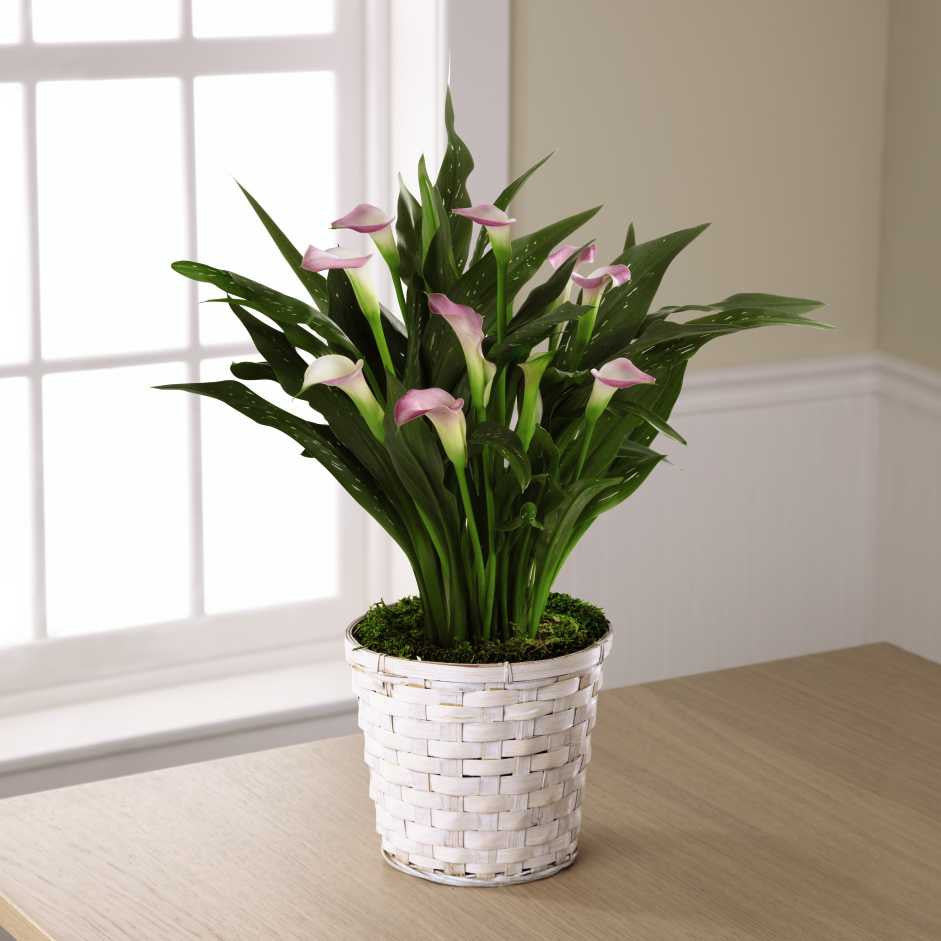 Calla Lily Planter