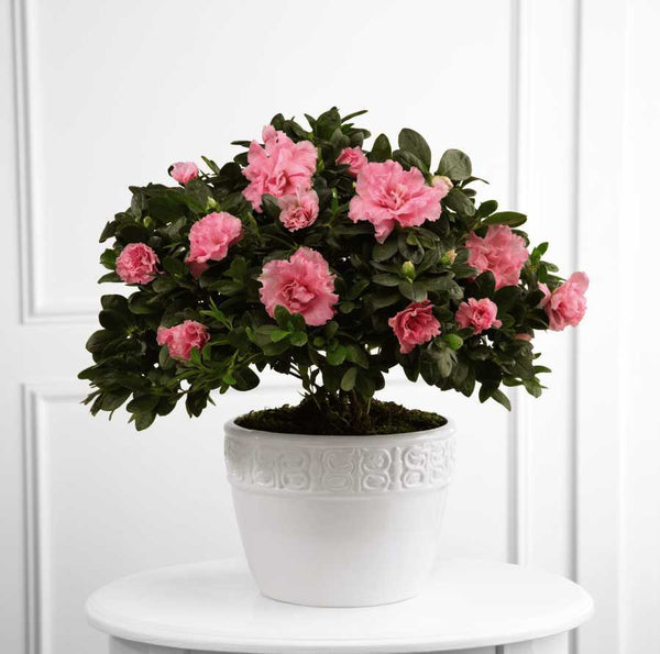 Vibrant Sympathy Planter