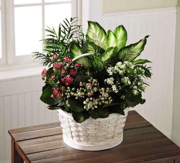 Rural Beauty Dishgarden