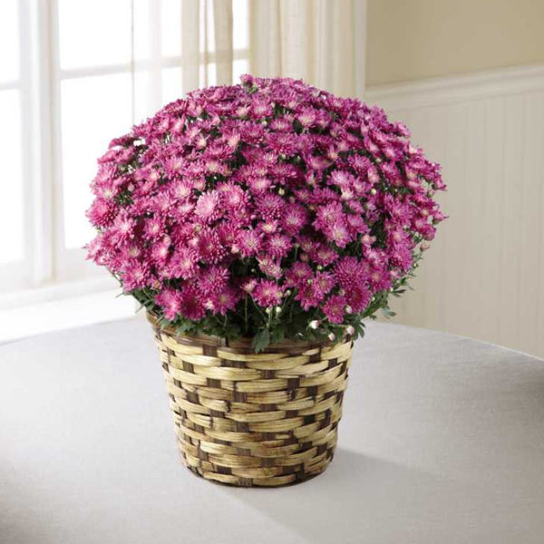 Devotion Pink Mum
