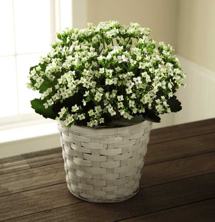 White Kalanchoe