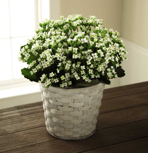 White Kalanchoe