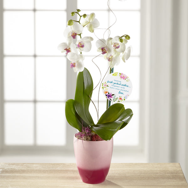 DaySpring® Orchid