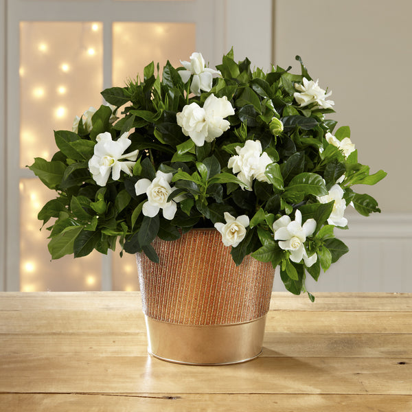 Holiday Style Gardenia