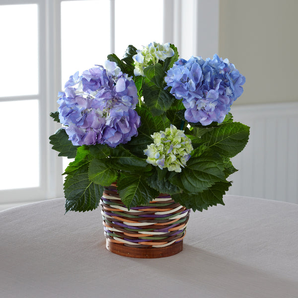 Harvest Moon Hydrangea Plant