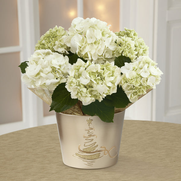 Winter Starshine Holiday Hydrangea Plant
