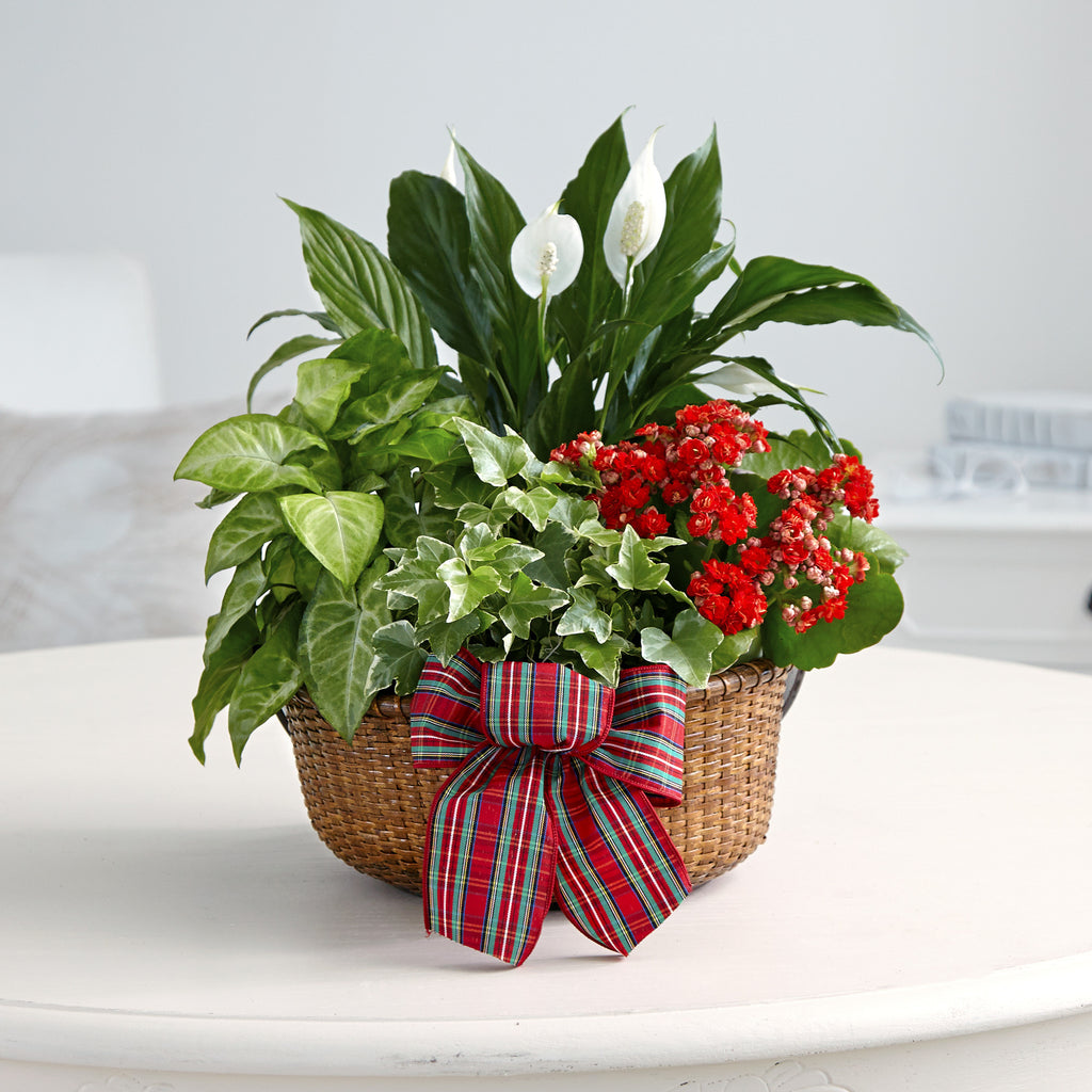 Merry and Bright Holiday Dish Garden