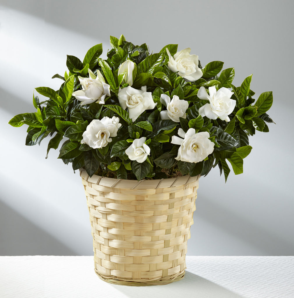 Nothing But Love Mother's Day Gardenia - Good