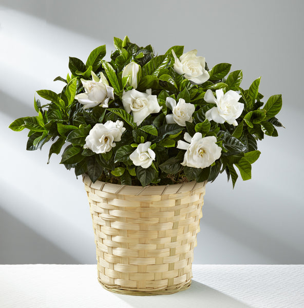 Nothing But Love Mother's Day Gardenia - Good