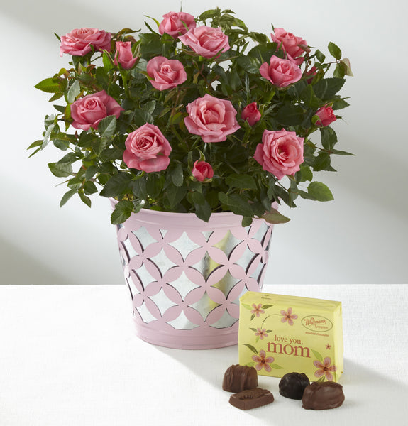 Just for Mom Mother's Day Mini Rose Plant - Best