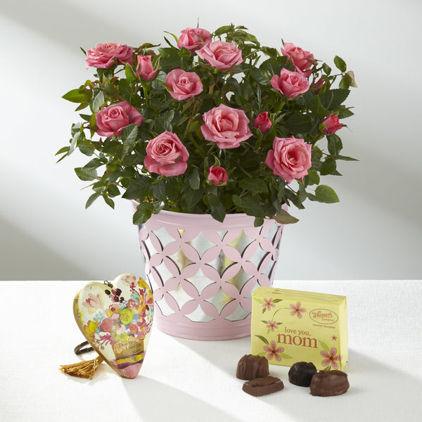 Just for Mom Mother's Day Mini Rose Plant - Exquisite
