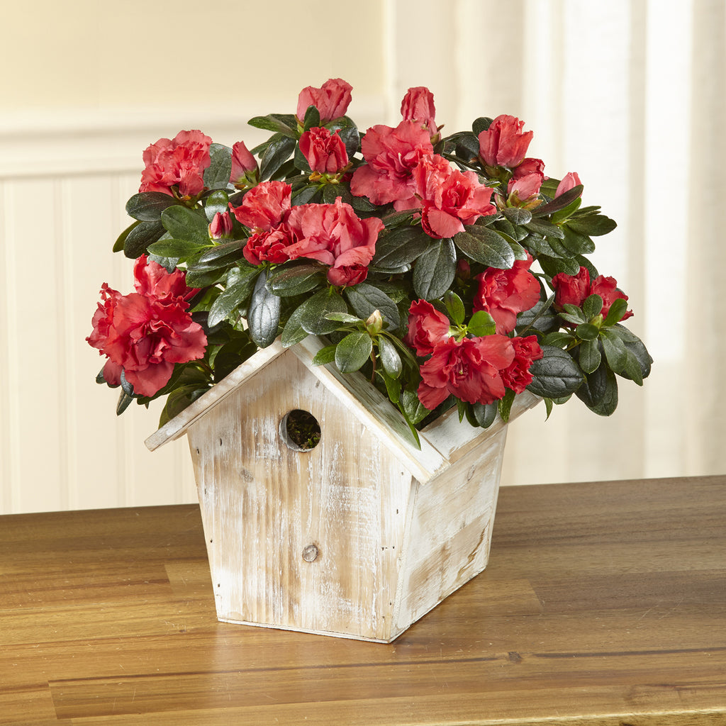 Spring Sunrise Azalea Plant