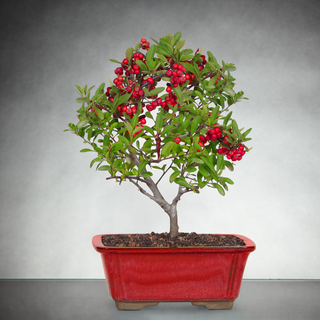 Berry Bright Holiday Bonsai