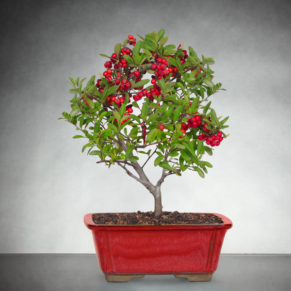 Berry Bright Holiday Bonsai