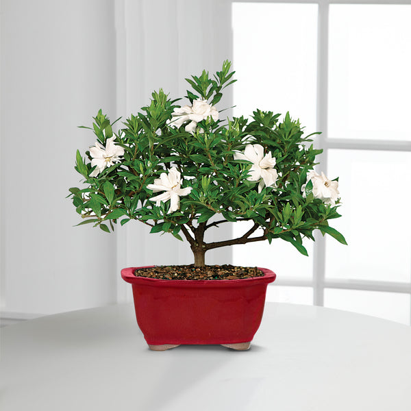Scenic Snowfall Holiday Gardenia Bonsai - 6-inch
