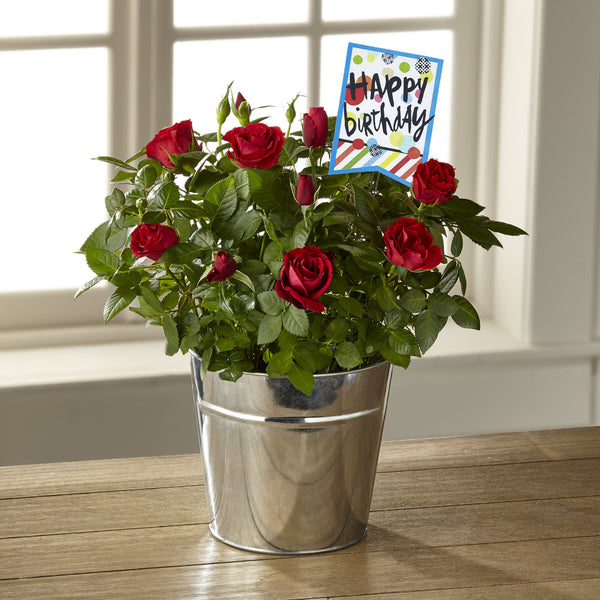 The Bright & Happy Birthday Mini Rose by Hallmark