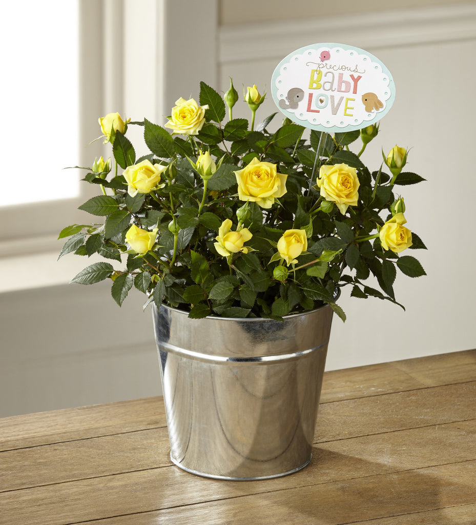 The Precious Baby Mini Rose by Hallmark