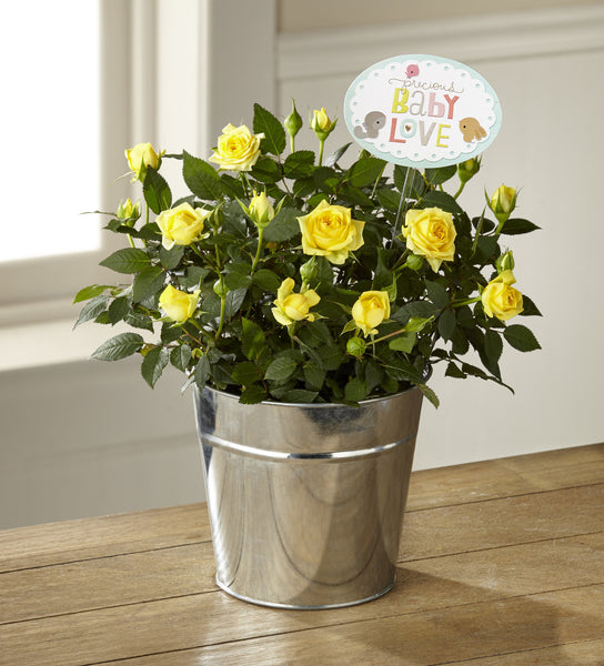 The Precious Baby Mini Rose by Hallmark