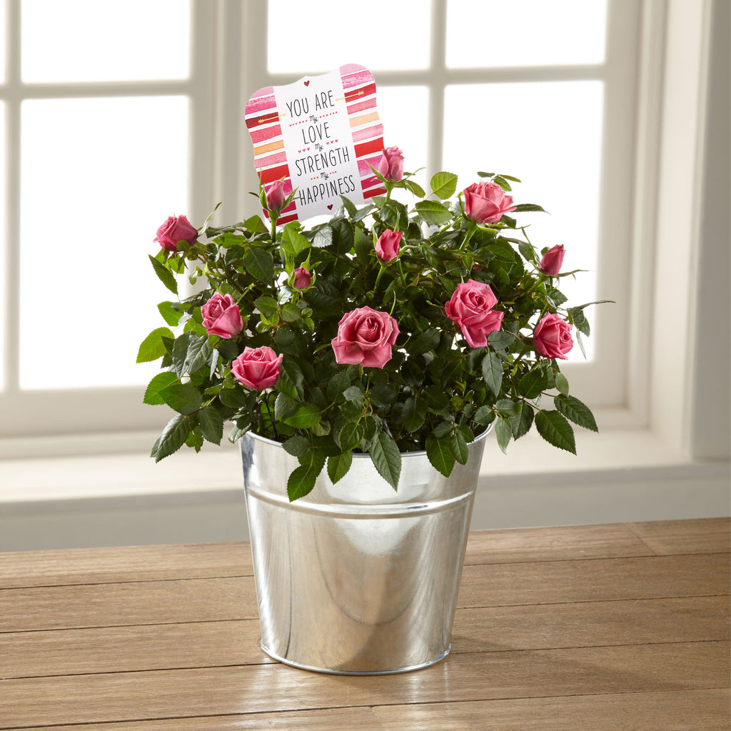 The You Are My Love Mini Rose by Hallmark