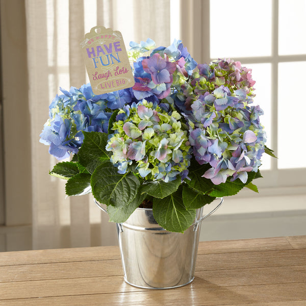 Have Fun, Laugh Lots Hydrangea Plant by Hallmark