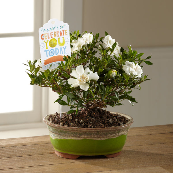 The Celebrate You Gardenia Bonsai by Hallmark